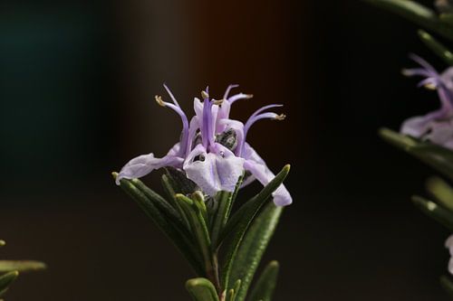 Flowering Rosemary