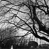 Winter in Brussels' Cinquantenaire Park (black and white) by Jochem Oomen