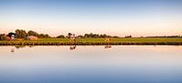Koeien in het Nederlandse landschap