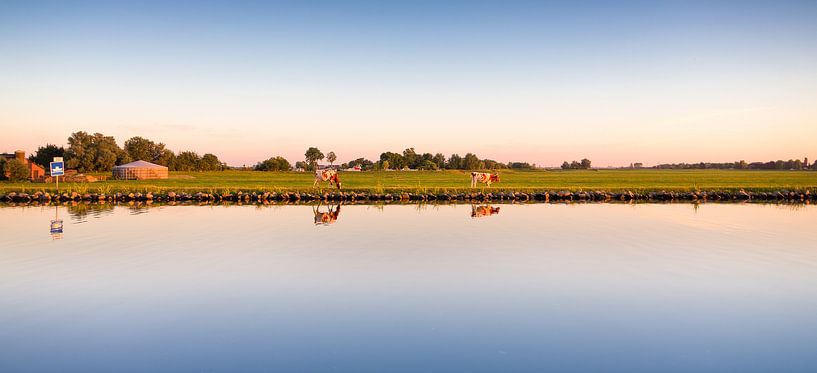 Koeien in het Nederlandse landschap par Erwin Lodder