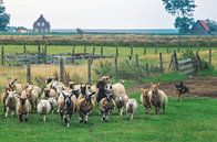troupeau de moutons dans une prairie de l'île des Wadden Texel Pays-Bas par Martin Albers Photography Aperçu