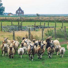 troupeau de moutons dans une prairie de l'île des Wadden Texel Pays-Bas sur Martin Albers Photography