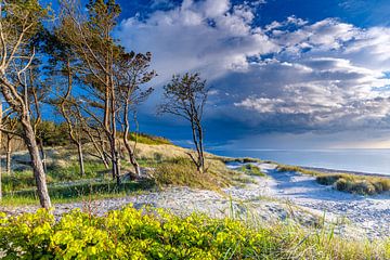 Dunes and trees at the Baltic Sea