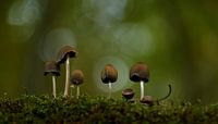 Mushrooms in the sports light