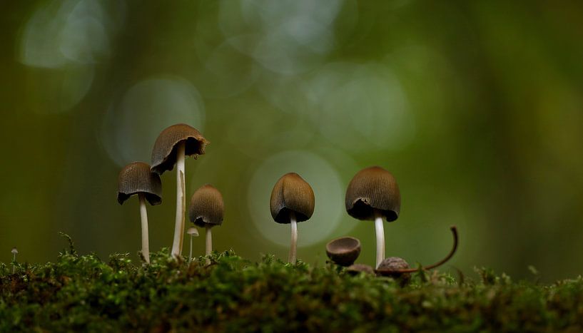 Pilze im Sportlicht von Jack's Eye
