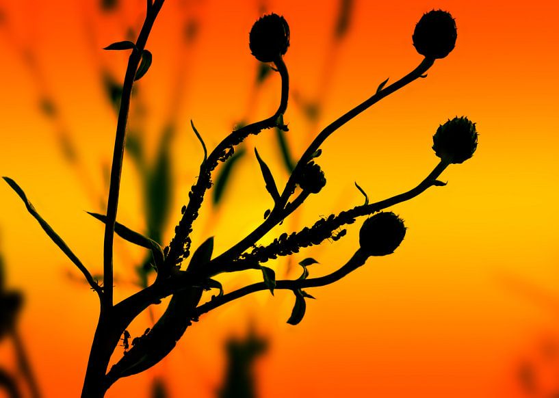 Plant silhouette by Bo Valentino