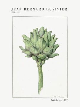 Jean Bernard Duvivier - Artichoke