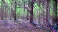 Mystischer Wald von EFFEKTPHOTOGRAPHY.nl Miniaturansicht