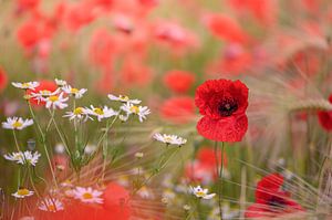 Rêve en rouge