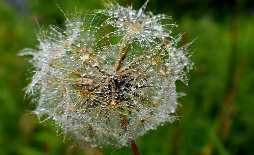 Een wilde bloem na de regen