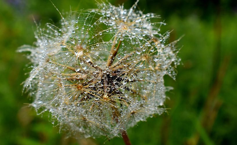 A wildflower after the rain by Claude Laprise