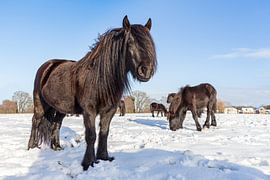 Groep zwarte friese paarden in winterse sneeuw