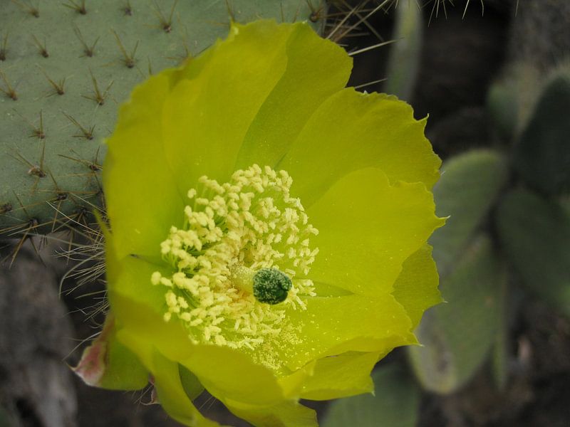 Cactus in bloei von Adrie Berg