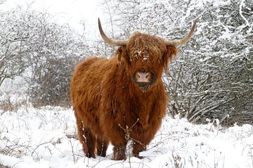 Schotse hooglander in de winter. van Paul van Gaalen, natuurfotograaf