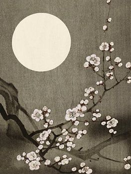 Blooming plum blossom at full moon
