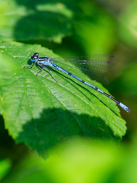 Dragonfly by Hans-Bernd Lichtblau