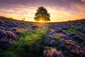 Lonely Tree on the Posbank