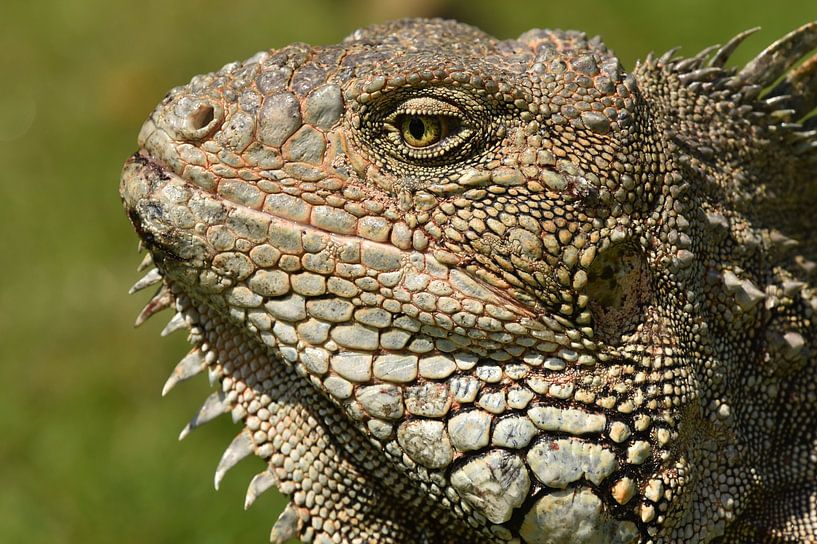 Big male iguana par Frank Heinen