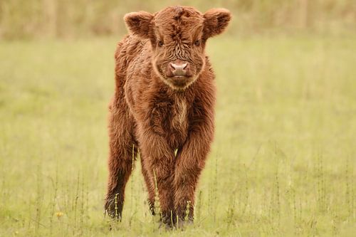 Veau Highlander écossais
