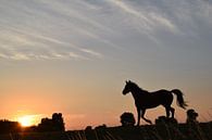 Pferd auf dem Deich bei Sonnenuntergang 2 von Anne Hana Miniaturansicht