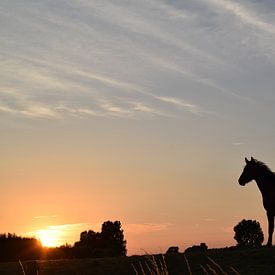 Pferd auf dem Deich bei Sonnenuntergang 2 von Anne Hana