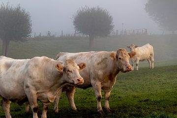 Koeien in de mist van Ralf Bankert
