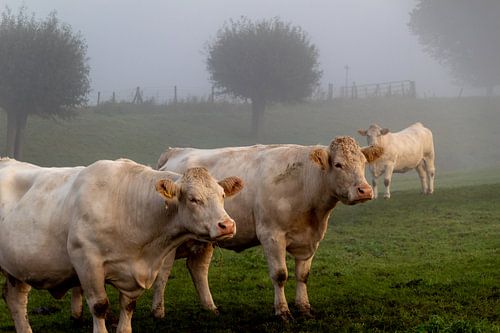 Koeien in de mist