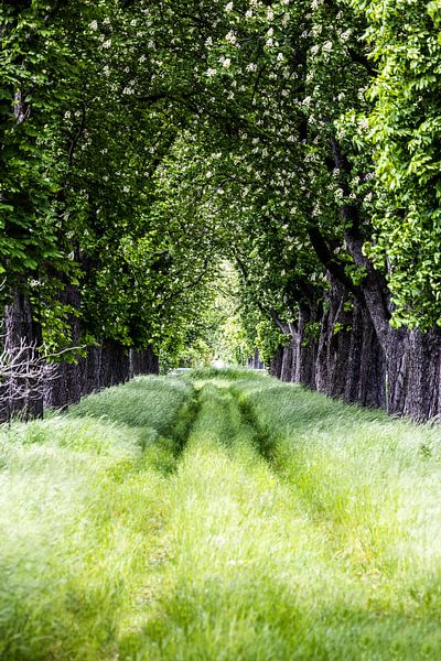 Green Alley by Frank Herrmann