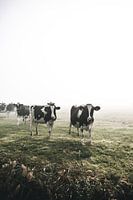 Cows in the fog!