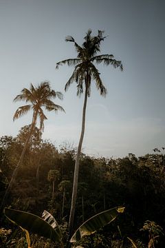 Palmbomen op Bali | Natuur fotografie Indonesië van Anouk Strijbos