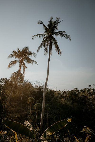 Palmiers à Bali | Photographie nature Indonésie par Anouk Strijbos