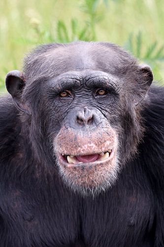 Chimpansee
