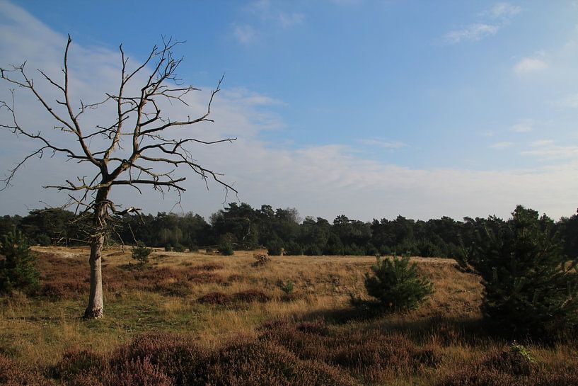 Ginkelduinse heath by Martine Cloosterman - de Ruijter