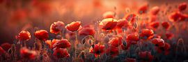Leuchtende Mohnblumen im Abendlicht von Jonas Weinitschke