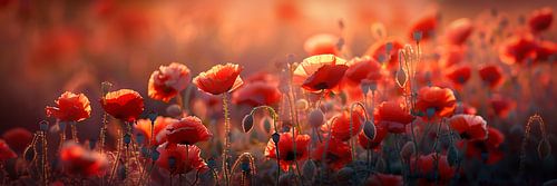 Bright poppies in the evening light