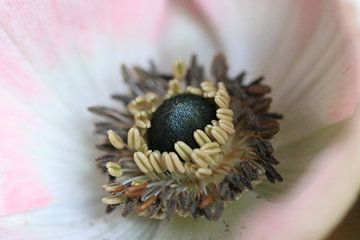 Anemone von Bärbel Severens