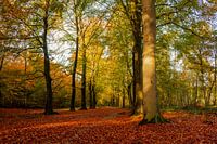 Team Herfst