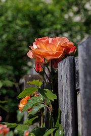 Strauchrose Westerland Blüte am Zaun von Christoph Hermann