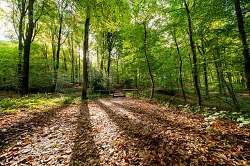 Herfst in het bos van Brakel van Marcel Derweduwen