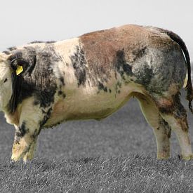 Koe in Hollandse weide van het Groene Hart van Charles Braam