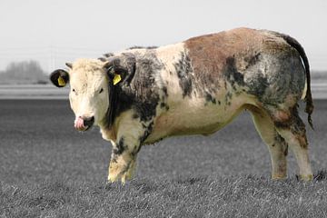 Vache dans la prairie néerlandaise du Cœur vert sur Charles Braam