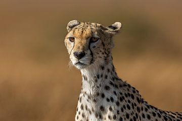 cheetah in Tanzania van Jack's Eye