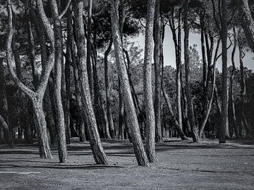 Weelderige bomen creëren unieke vormen in Paralia Mesis