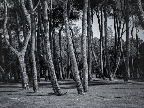 Lush trees create unique shapes in Paralia Mesis