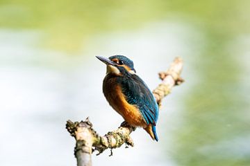 the kingfisher with its beautiful colours by Merijn Loch