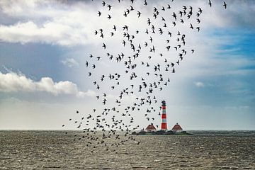 Troupeau d'oiseaux au large de Westerhever