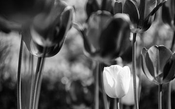 Tulpen Zwart-Wit van Jessica Berendsen