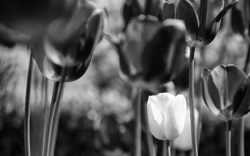 Tulips by Jessica Berendsen