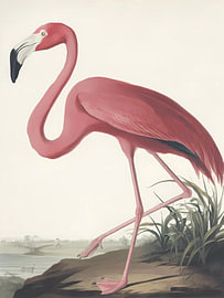 Eleganter rosa Flamingo von IamHomeStudio