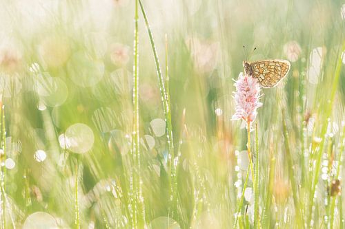 ringoogparelmoervlinder met druppels